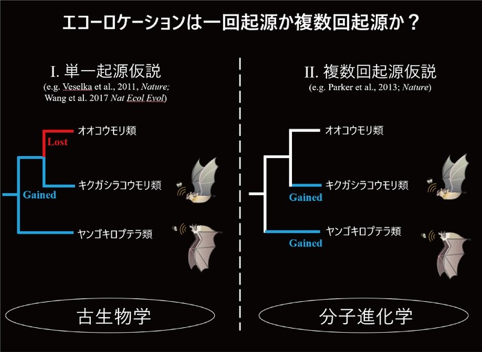 Hearing by Bats　（コウモリの聴覚） Research